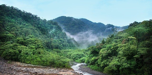 gambar bioma hutan hujan tropis