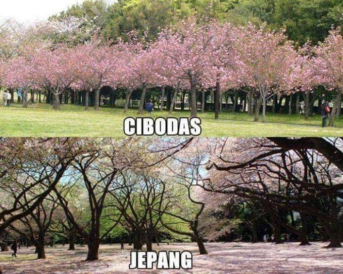 Wisata Cibodas yang Mirip Jepang