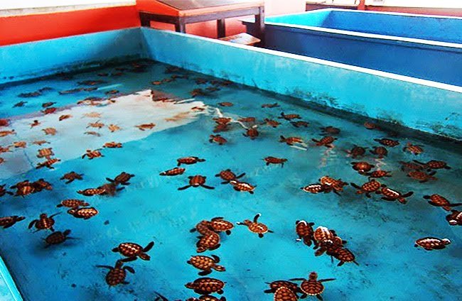Penangkaran Penyu di Pulau Pramuka